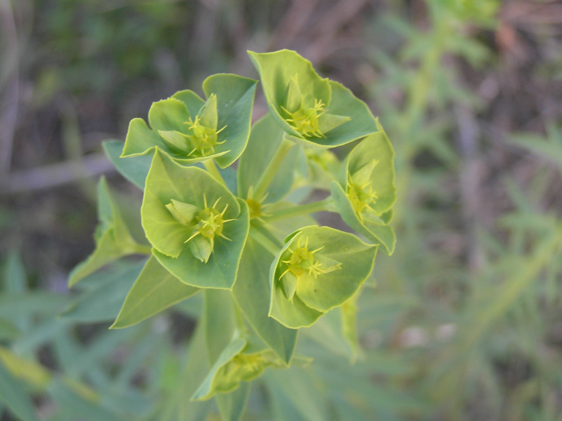 Euphorbia....